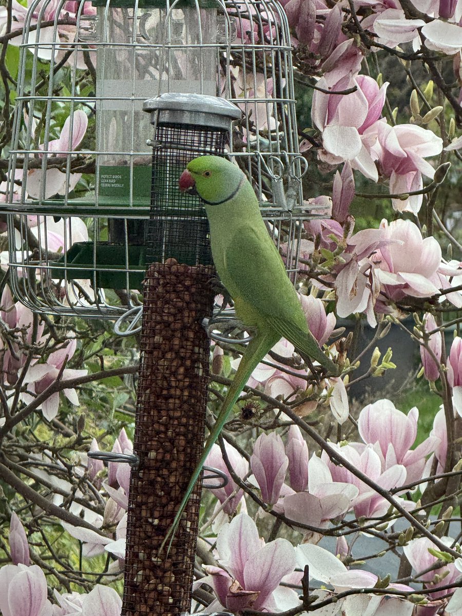 Urbanponds101 tweet media