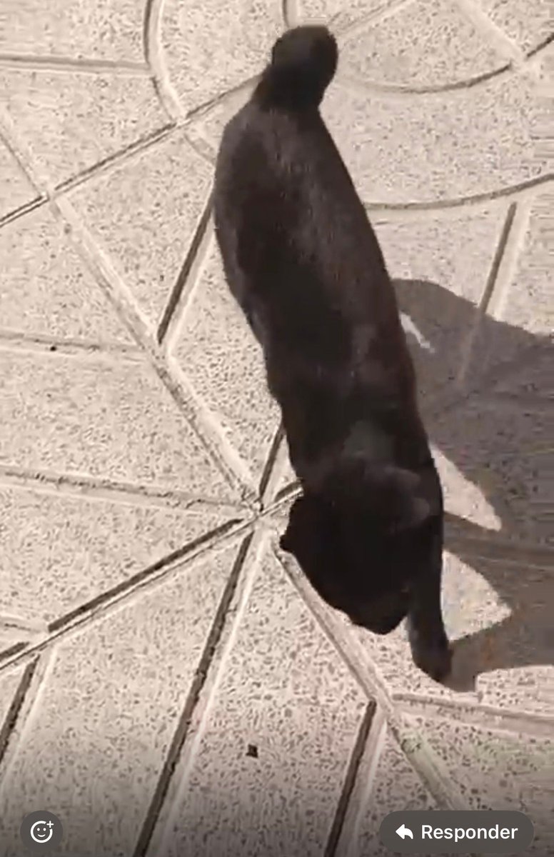 Felinos lo Morant tweet media