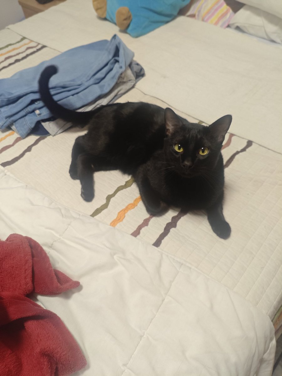 David | 📖 La Maldición de la Sangre tweet media