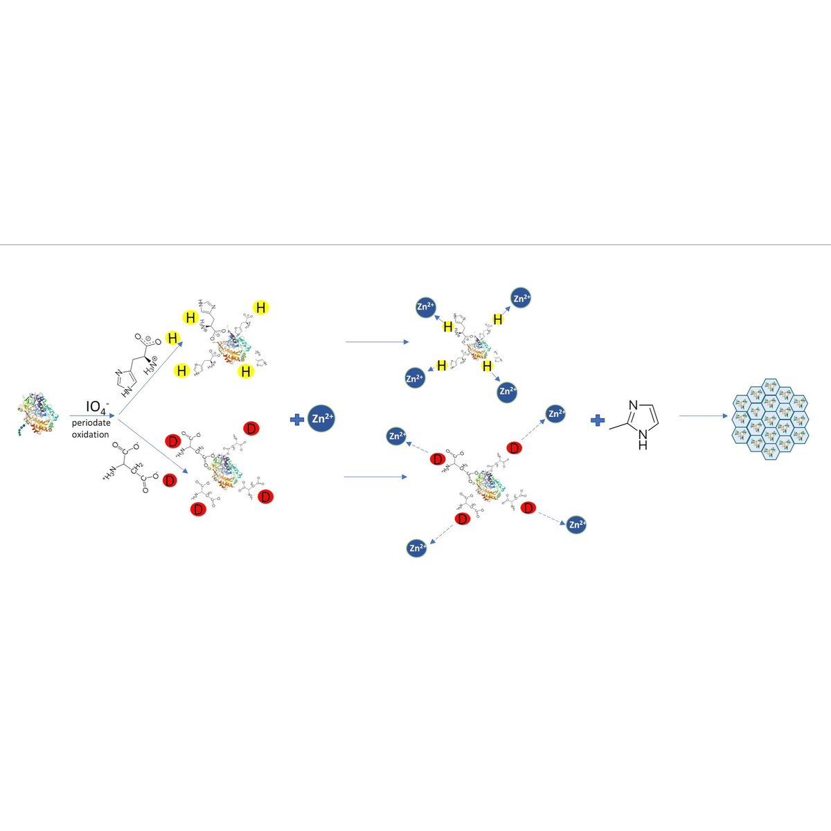 bioenglab434's tweet photo. 𧬠Can enzyme immobilization in MOFs be improved by modifying the enzyme surface?
Introducing Asp or His residues onto carbohydrate part of GOx enhances biomimetic mineralization.
https://t.co/7IXH9qUEt1
@TheLinkSN
#enzymeengineering #MOF #ZIF8 #immobilization #biocomposite https://t.co/yMEdesh0ud