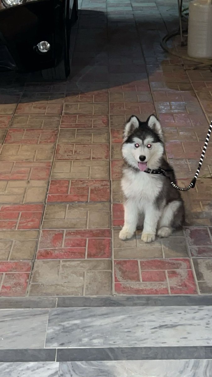 •My wolf has arrived 🐺❄️