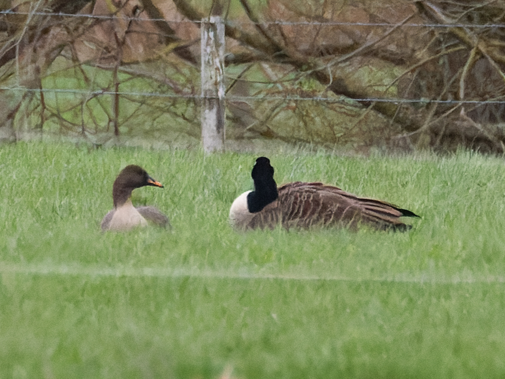 Pete Sutton tweet media