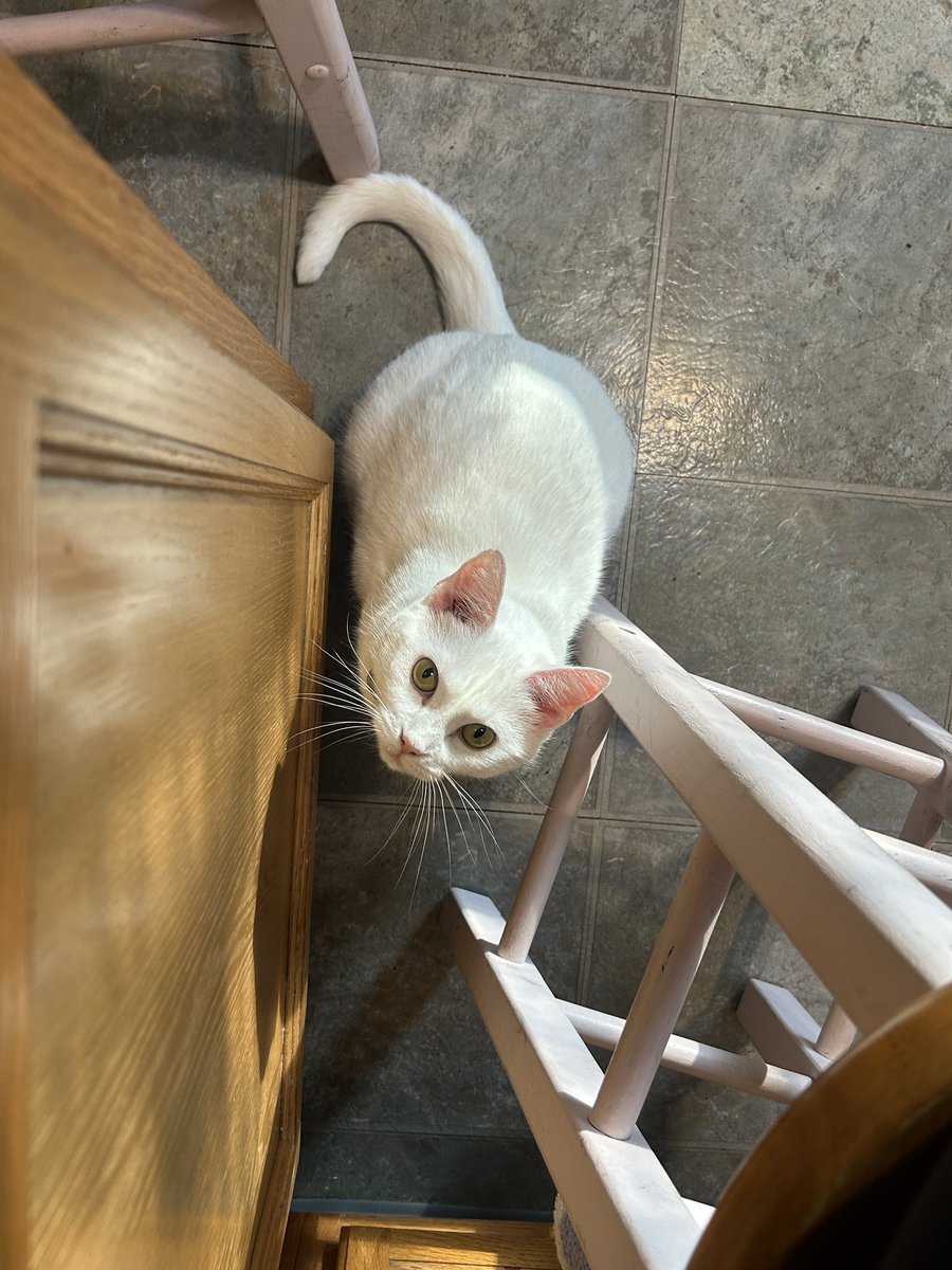 oliviadasovic's tweet photo. Toast heard a super chat that was super mean! I know videos aren’t supposed to be submitted, but she was with me live when she heard it. So here is Toast for cute of the day 

@Brettdasovic #pccpets https://t.co/KhpqTxTFMR