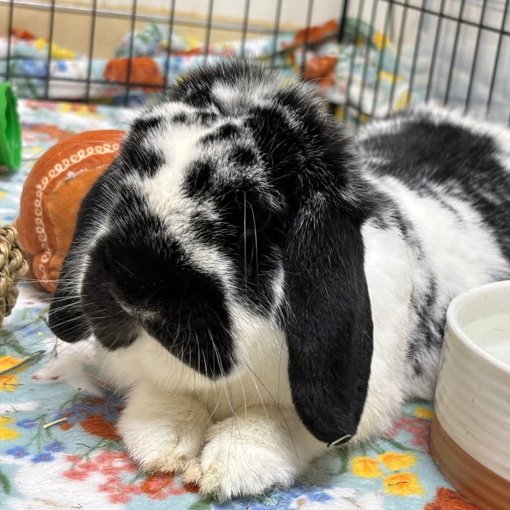 House Rabbit Society tweet media