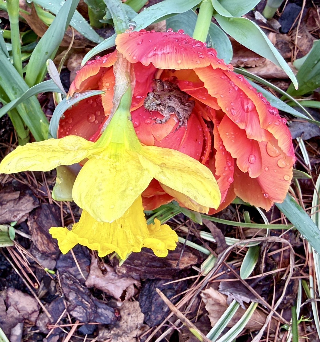 Harmeet K. Dhillon tweet media