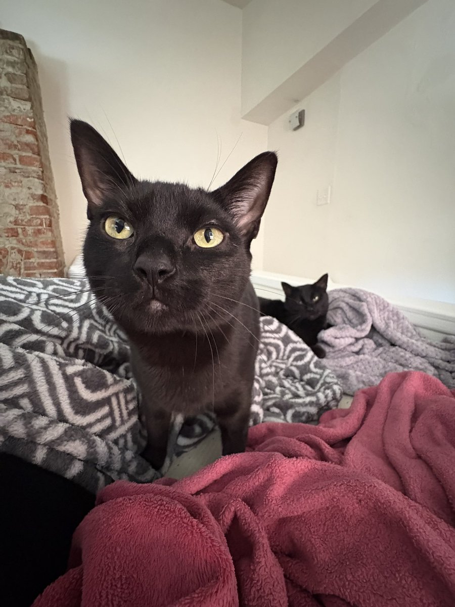 𖤐 lacy tweet media