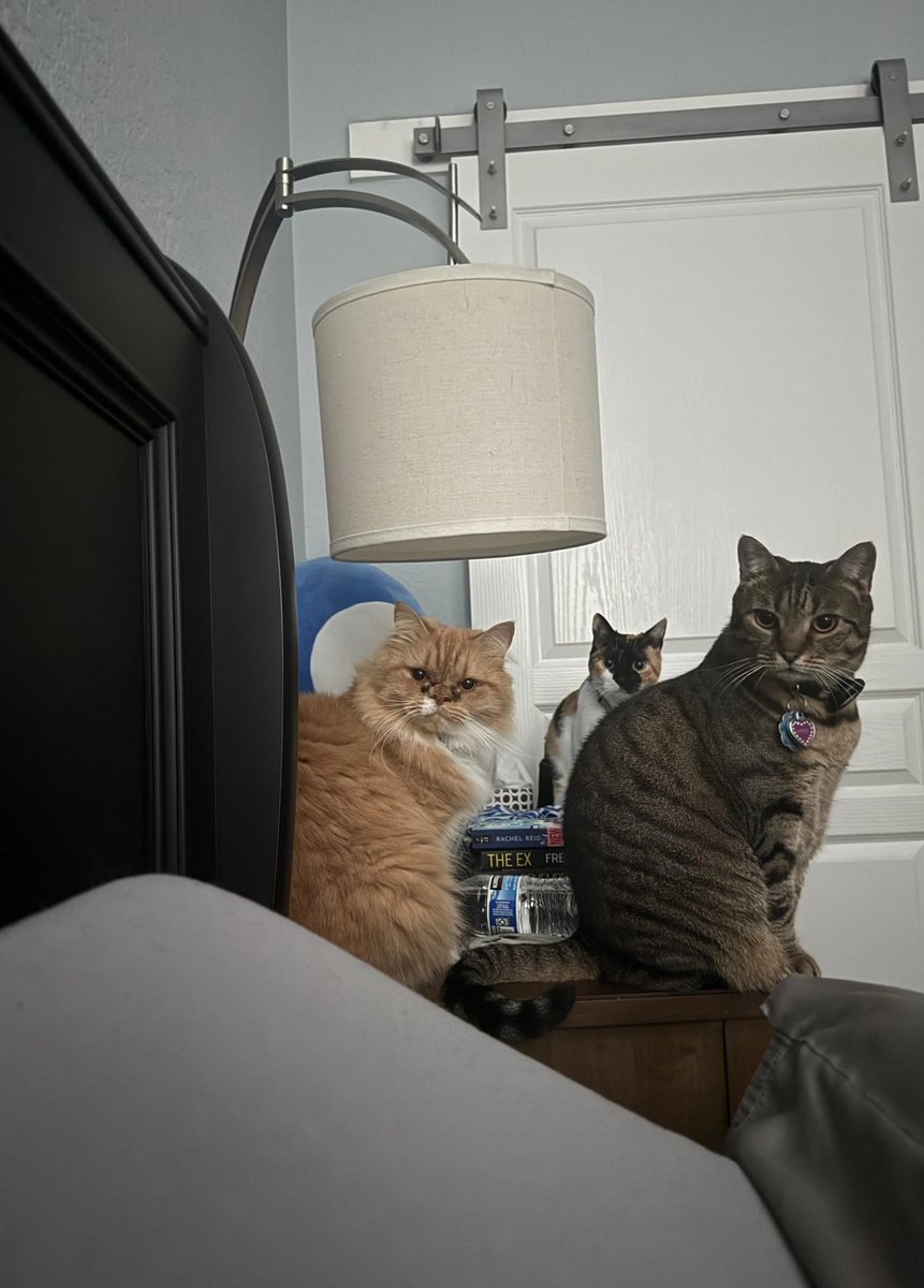 Cats with Aura 😺 tweet media