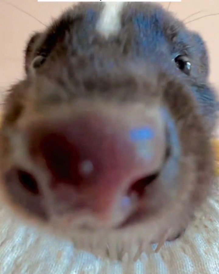 Scooter the skunk🦨 tweet media