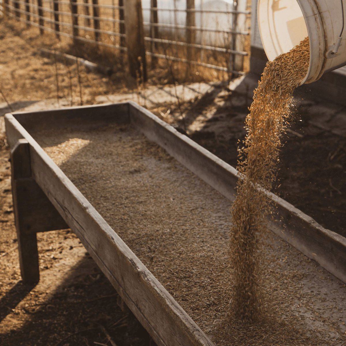 UNL Center for Ag Profitability tweet media