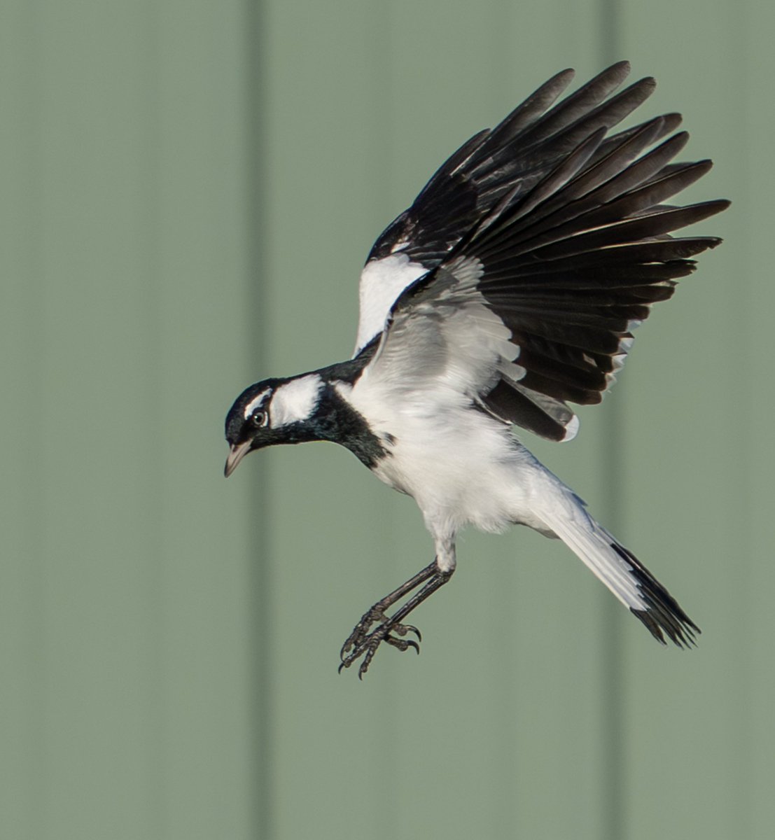 Canberra Things tweet media