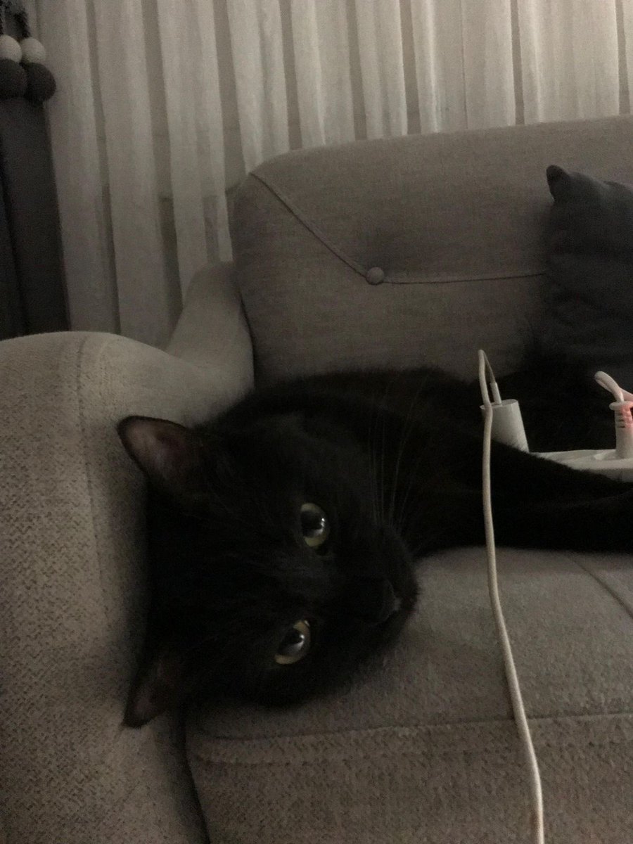 Black cats are not bad luck tweet media