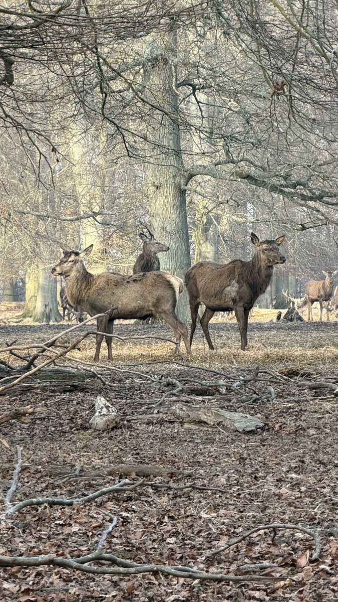 HashanNazmul's tweet image. They are just like nature’s poetry — I hope you agree with me! ✨🦌
#wildlifephotography #stags #inthewoods