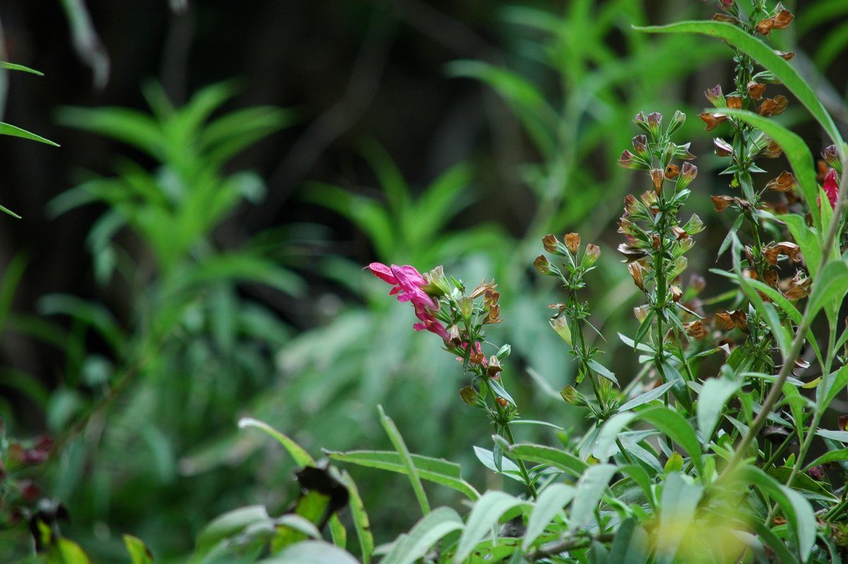 Center for Plant Conservation tweet media