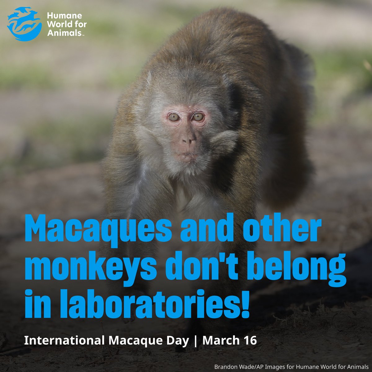 Humane World End Animal Testing tweet media