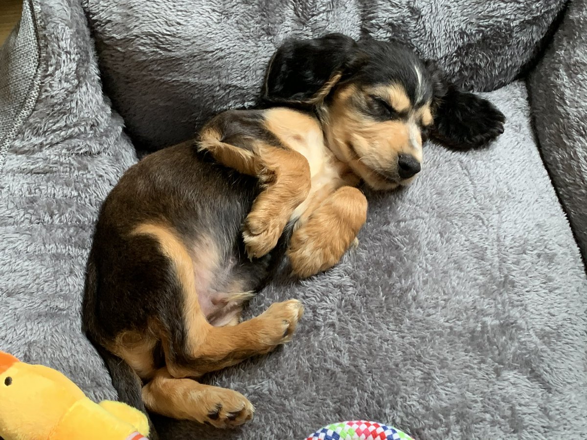 Reggie the Cocker 🐶 🐾👹 tweet media