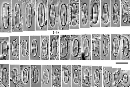 Phytotaxa's tweet image. A new Reimeria (#Bacillariophyceae) species from lakes Ohrid and Prespa, #Macedonia
#taxonomy #newspecies 
doi.org/10.11646/phyto…