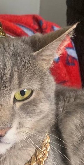 +Chalie the positive cat @catcoin.io tweet media