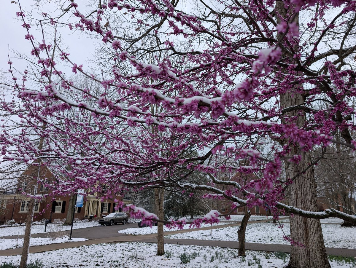 JanRobben's tweet image. Spring is coming #Berea #KY