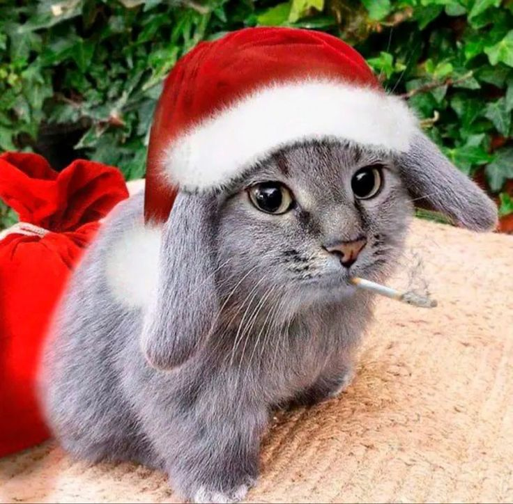 Cabbit 🐰 tweet media