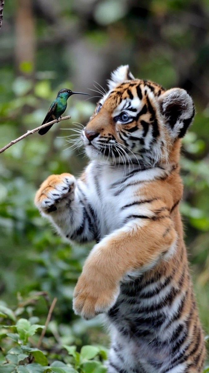 Tiny tiger meets a tiny bird, both curious and brave.
Even the wildest hearts can pause for a gentle moment. 🐯✨🐦