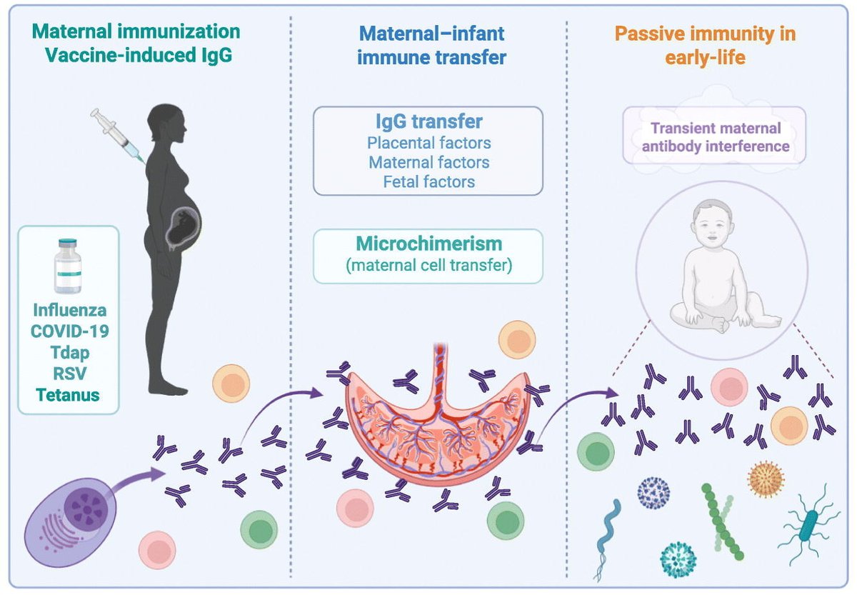 Aller_MD's tweet image. #Maternal #immunization and #early-#life #immunity: Mechanisms shaping #neonatal #protection. Open Access. ivancevichmd.blogspot.com/2026/03/matern…