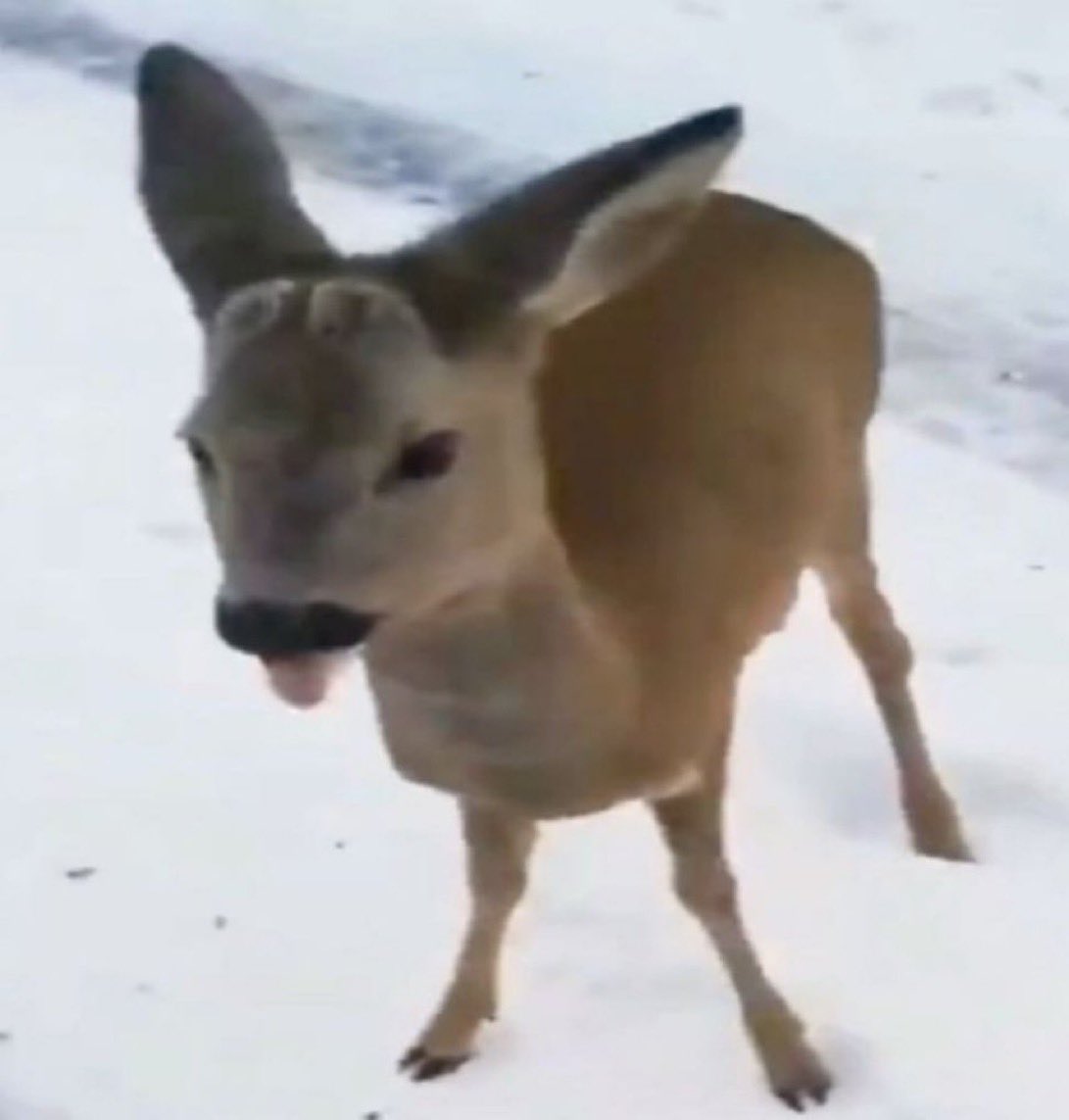 lumi luminyra tweet media