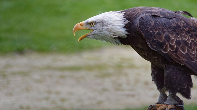 Paul Law tweet media