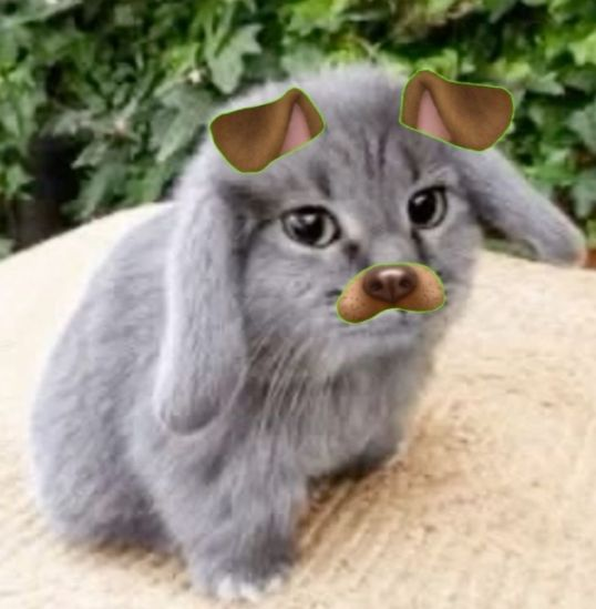 Cabbit 🐰 tweet media