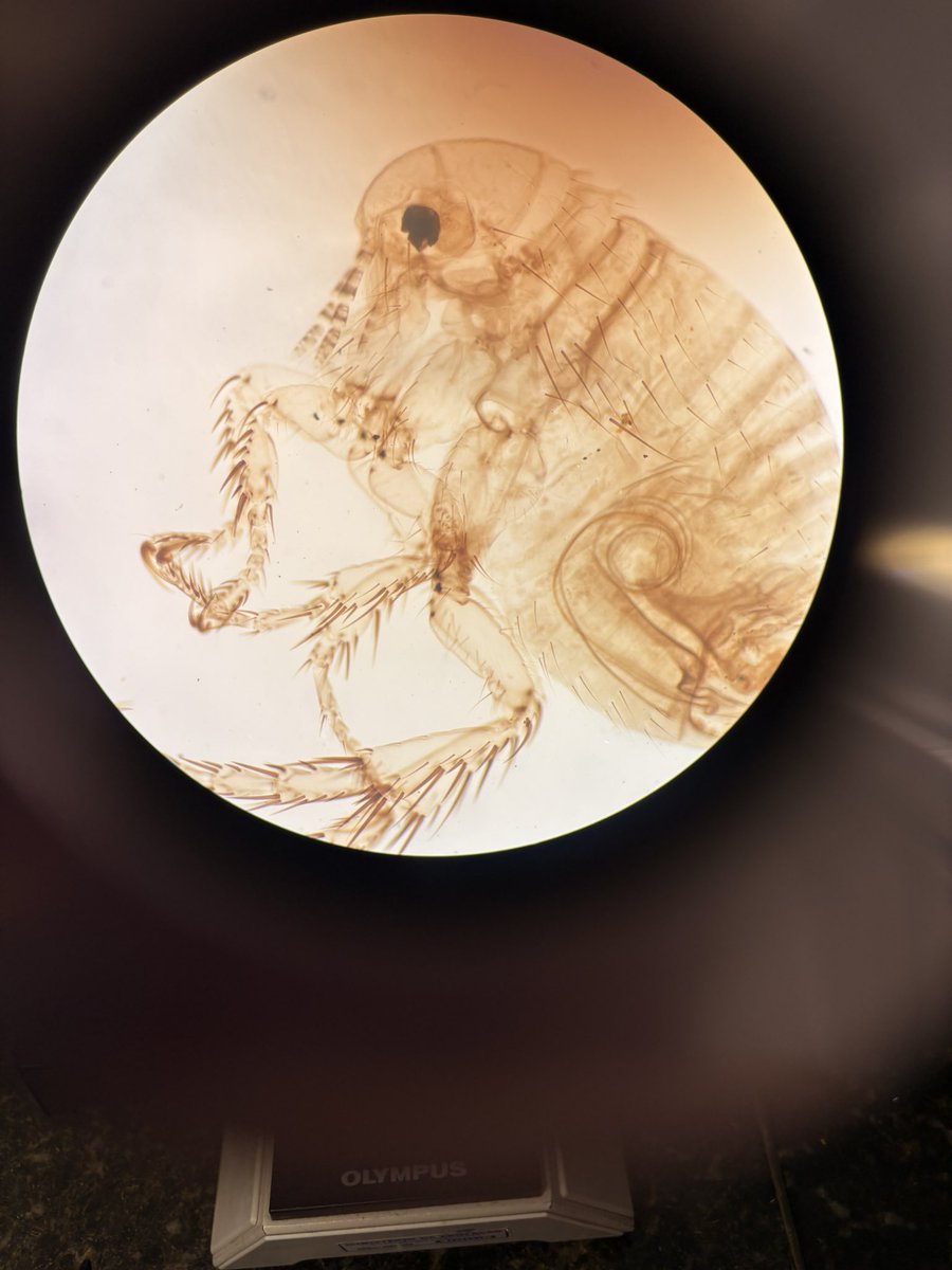 mare | cupom ferretto: MARE tweet media