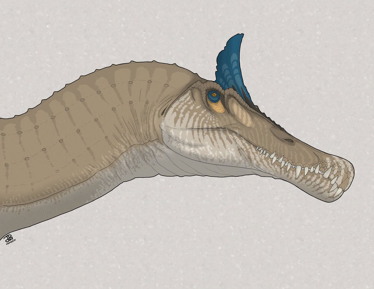 Spinosaurus mirabilis
