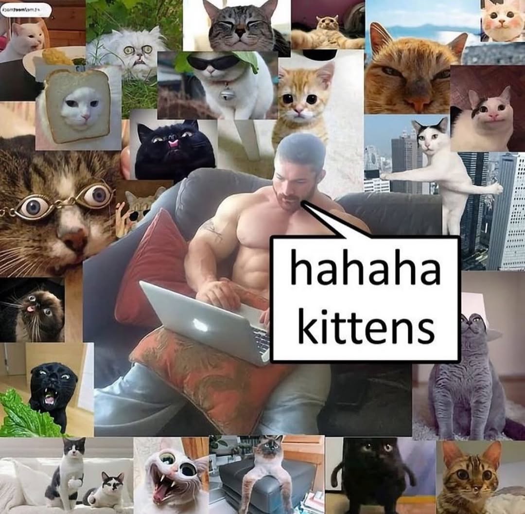 smol silly cat tweet media