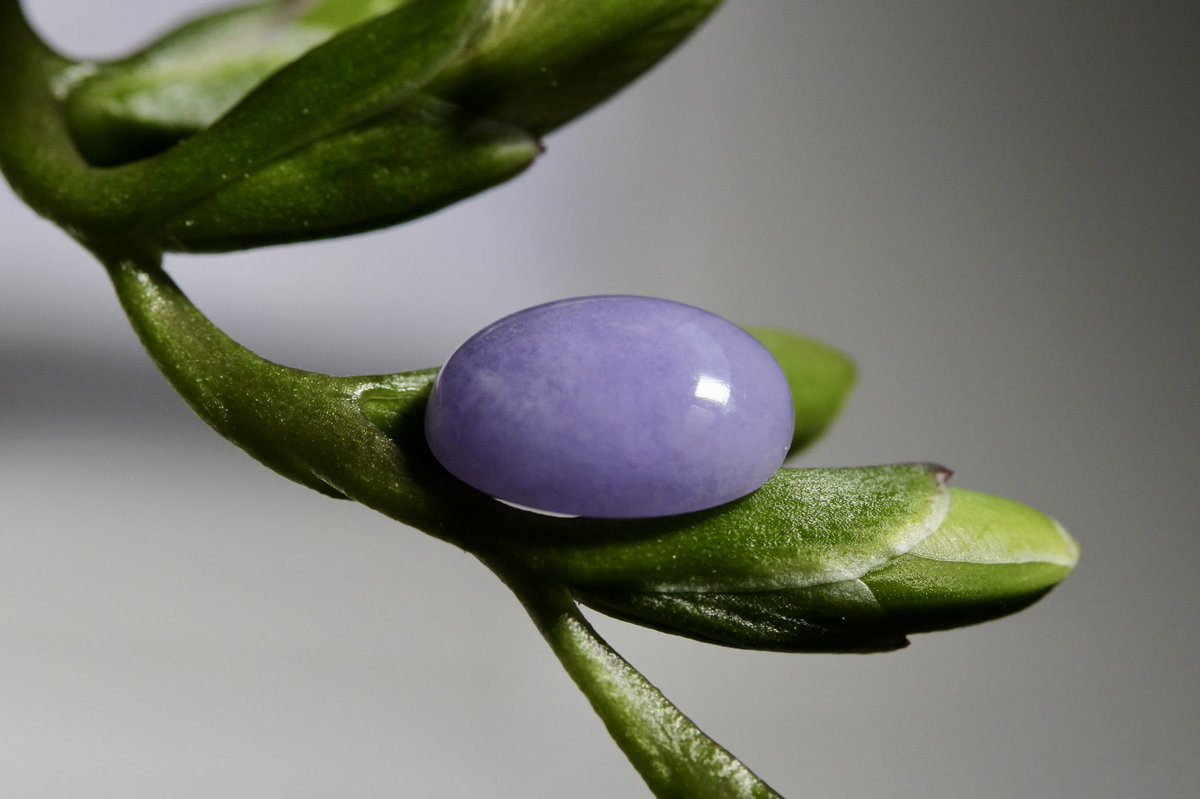 翡翠商のお店 ヤギトレーディング 2026年仙台石フリマ 3月29日（日） 出店✨ tweet media