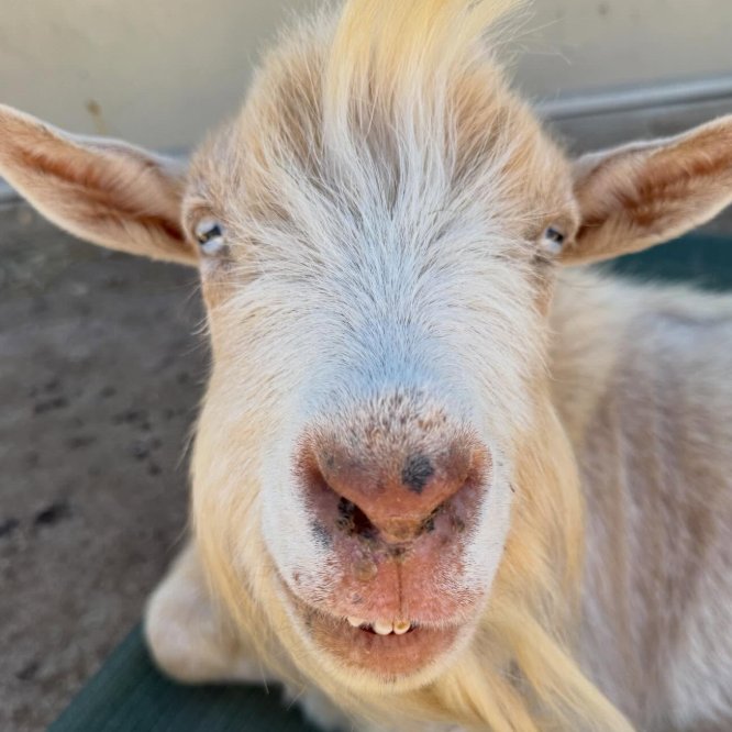 Goat of the Day 🐐 tweet media