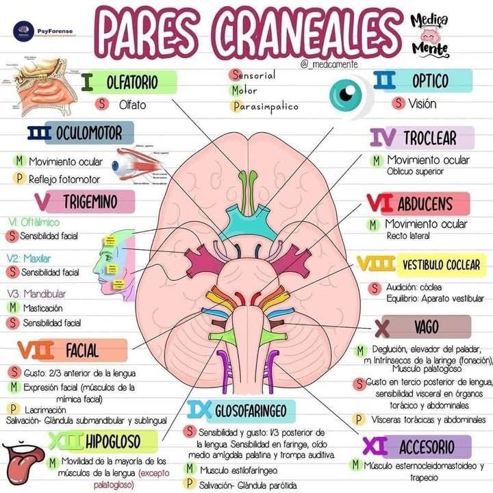 FisioWebinar tweet media