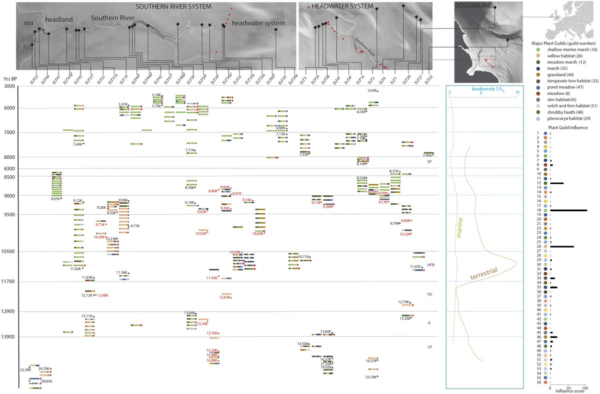 Megalithic12000's tweet photo. 🚨 NEW STUDY (PNAS): A lost world confirmed beneath the North Sea.

Doggerland was thriving thousands of years earlier than believed.

🔹Billions of DNA sequences
🔹252 samples. 41 marine cores
🔹Dry land until 7,000 years ago
🔹Oak, elm, hazel at 16,000 years
🔹Forests 5,000 yrs before Britain

A peer reviewed study just mapped 20,000 years of ecological history beneath the North Sea. 

An entire landmass connecting Britain to Europe. Forests. Rivers. Possibly people. Swallowed by the sea over thousands of years.

They even found a tree species at 7 separate locations that was supposedly extinct from the region for 400,000 years. It was still growing there.

And we're still told nothing significant was lost at the end of the Ice Age?