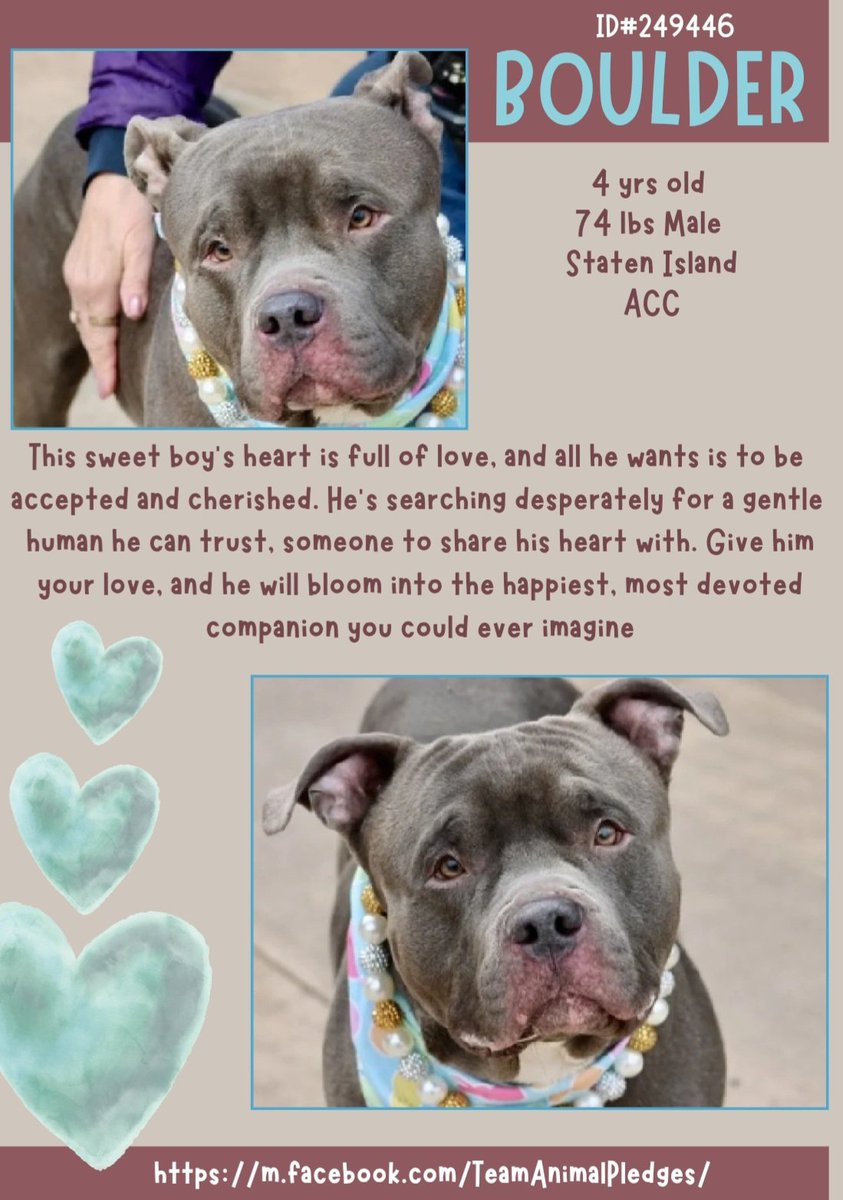 CharBolen's tweet photo. BOULDER ♥️ #249446 4yr old Boy ♥️#Nycacc
He's new to shelter.. he is gorgeous!! He's looking
to start a new life in a loving forever home!!
He's an awesome boy.. housetrained,a sweet
and gentle soul..he wants to be loved.. he will
be a great soulmate ♥️
#Adopt#Foster#Pledge https://t.co/ZFp9xB1ML9