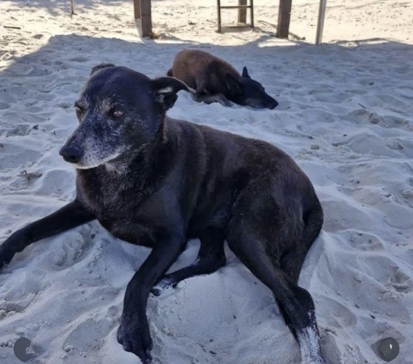 João Figueiredo tweet media