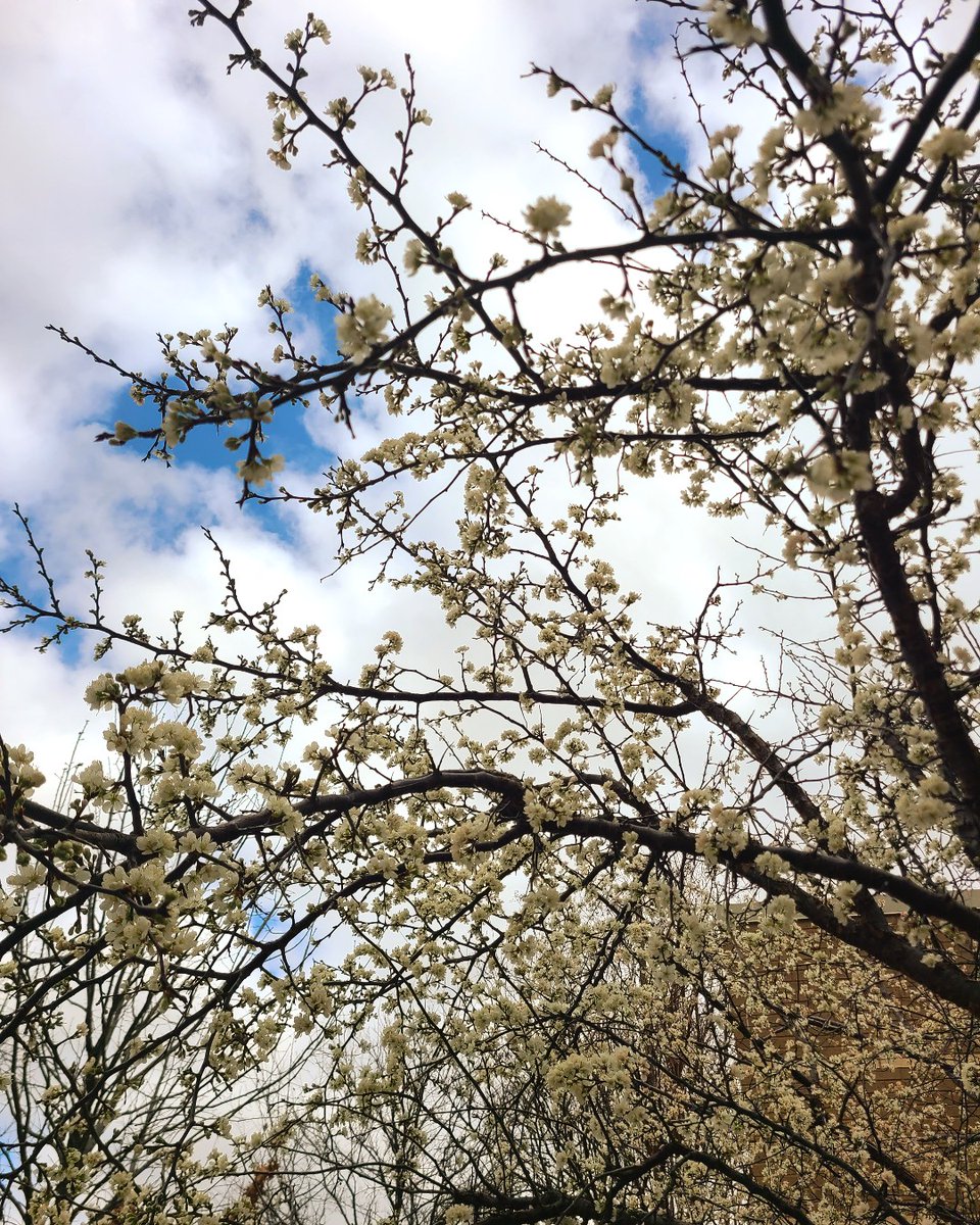 UTD Dining tweet media