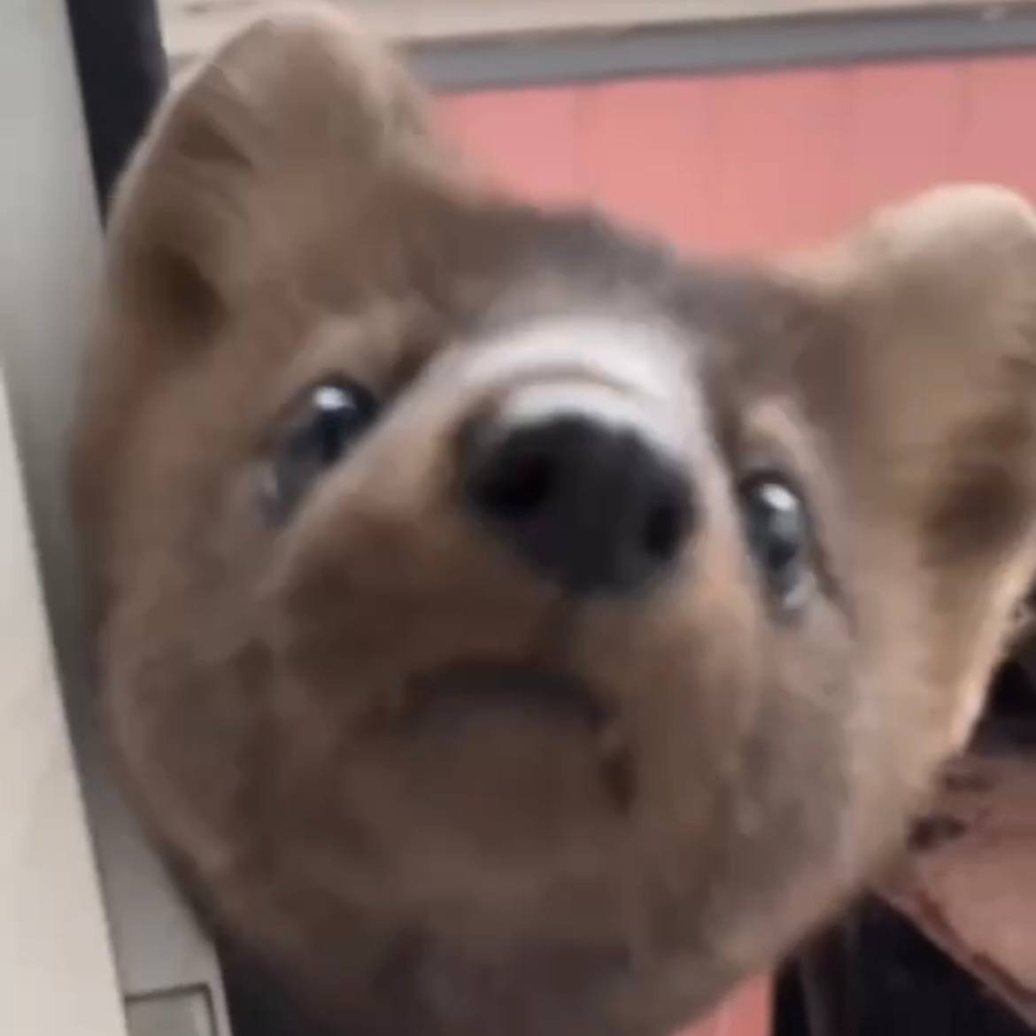 Carcajou Ghibelline tweet media