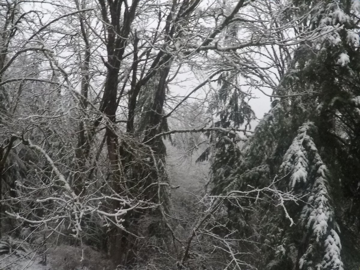 クランベリー tweet media