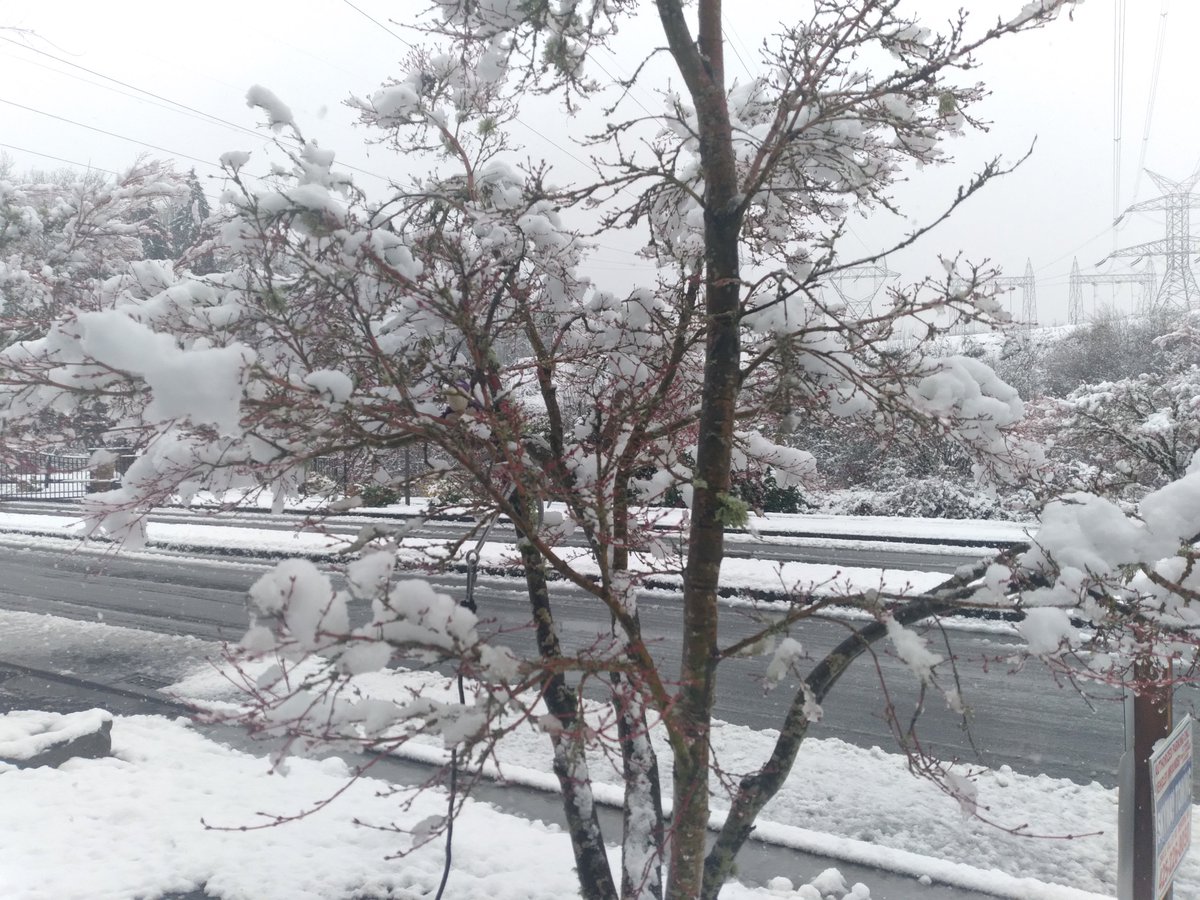 クランベリー tweet media