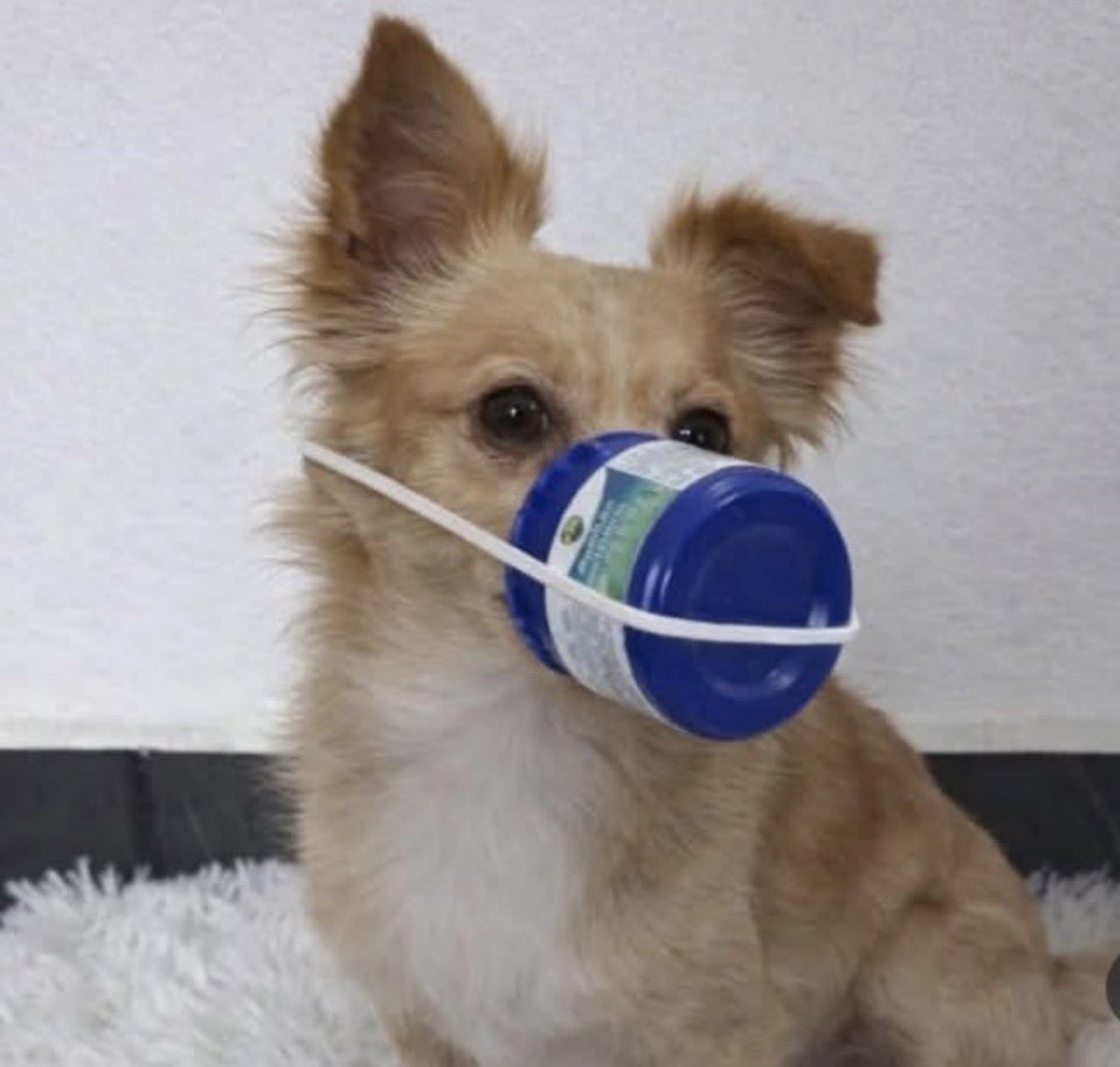 El Guarromántico tweet media