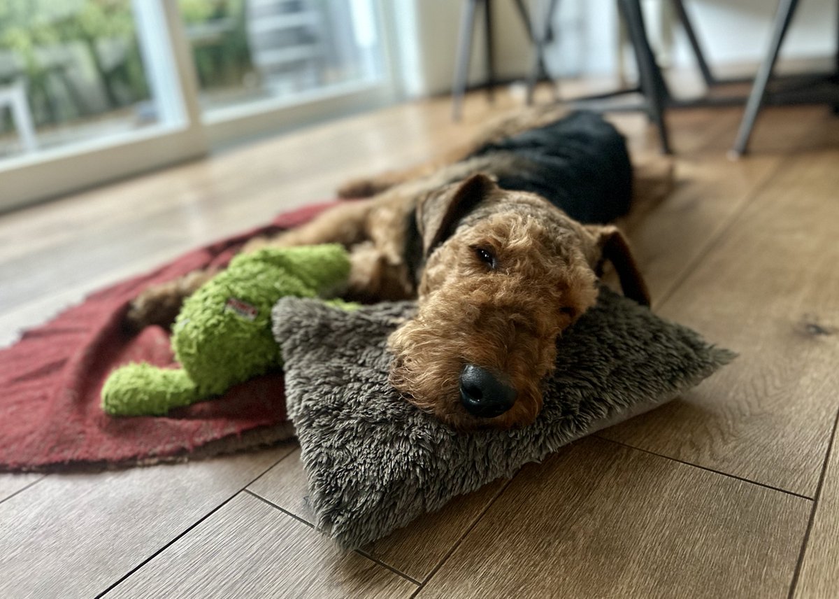 Frodo the Airedale 🇪🇺🇬🇧🇨🇦 tweet media