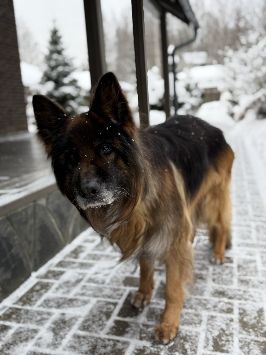 самые модные скандинавские бабушки tweet media