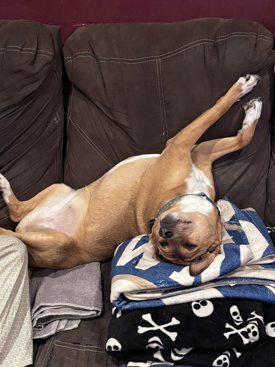 Susan Paskas Downey tweet media