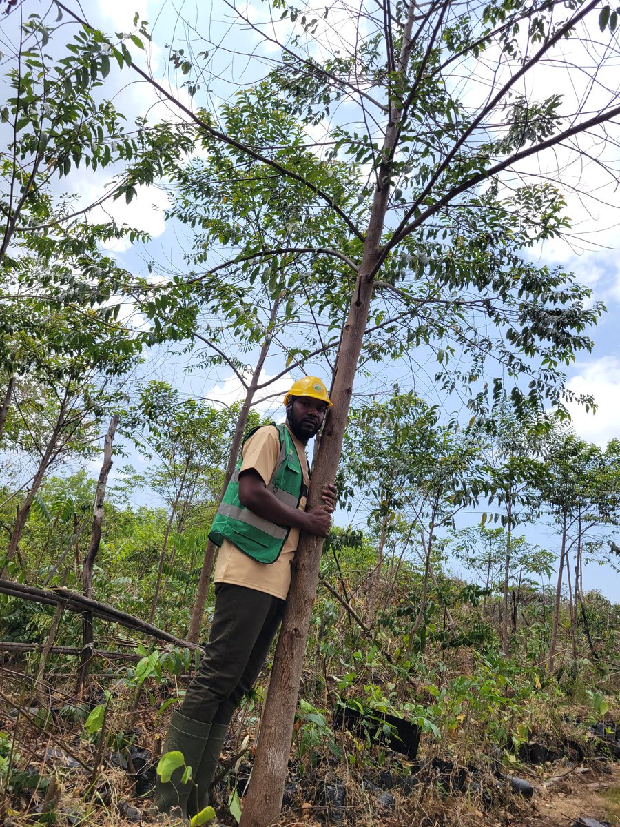 Sunday Geofrey tweet media