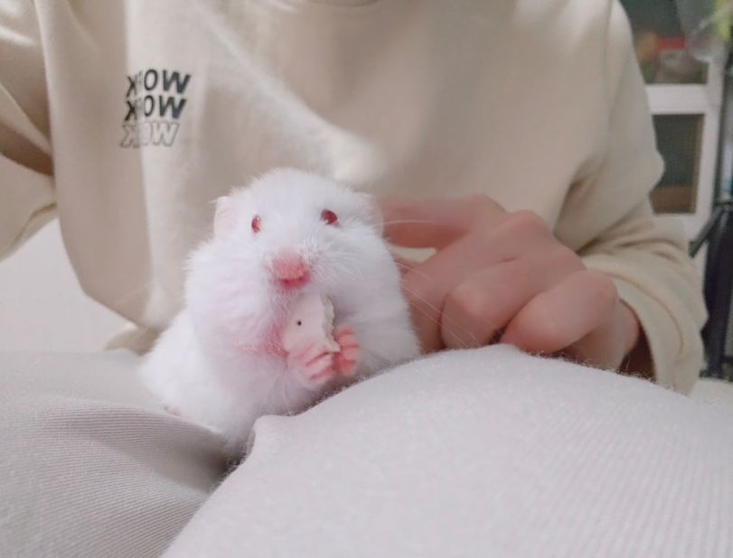 松饼脑袋 tweet media