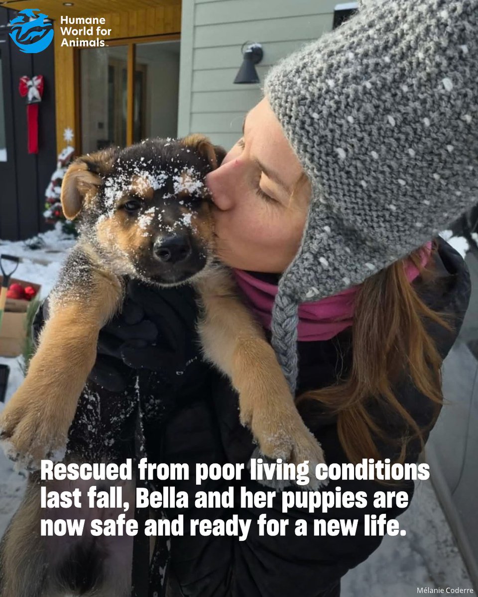 Humane World for Animals Canada tweet media