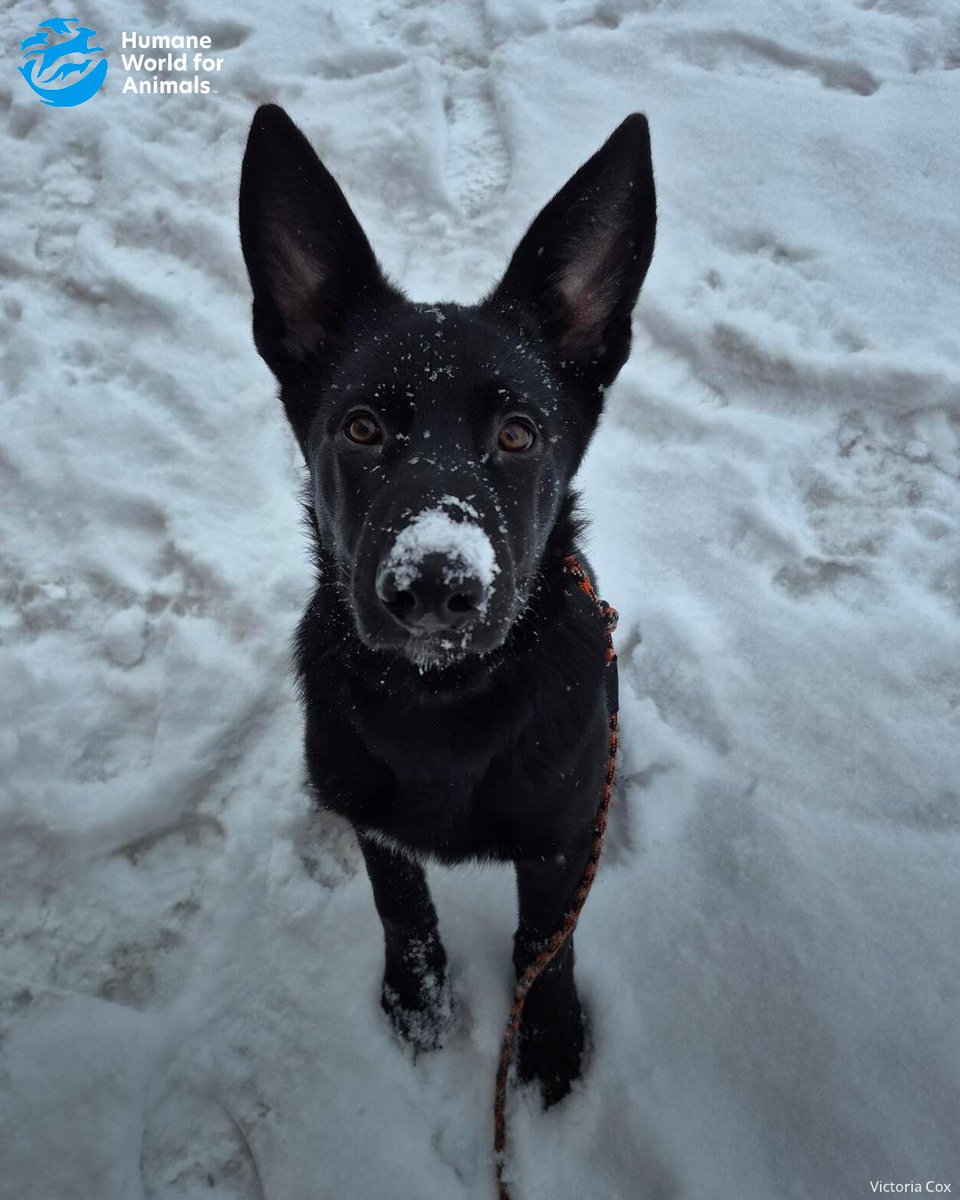 Humane World for Animals Canada tweet media