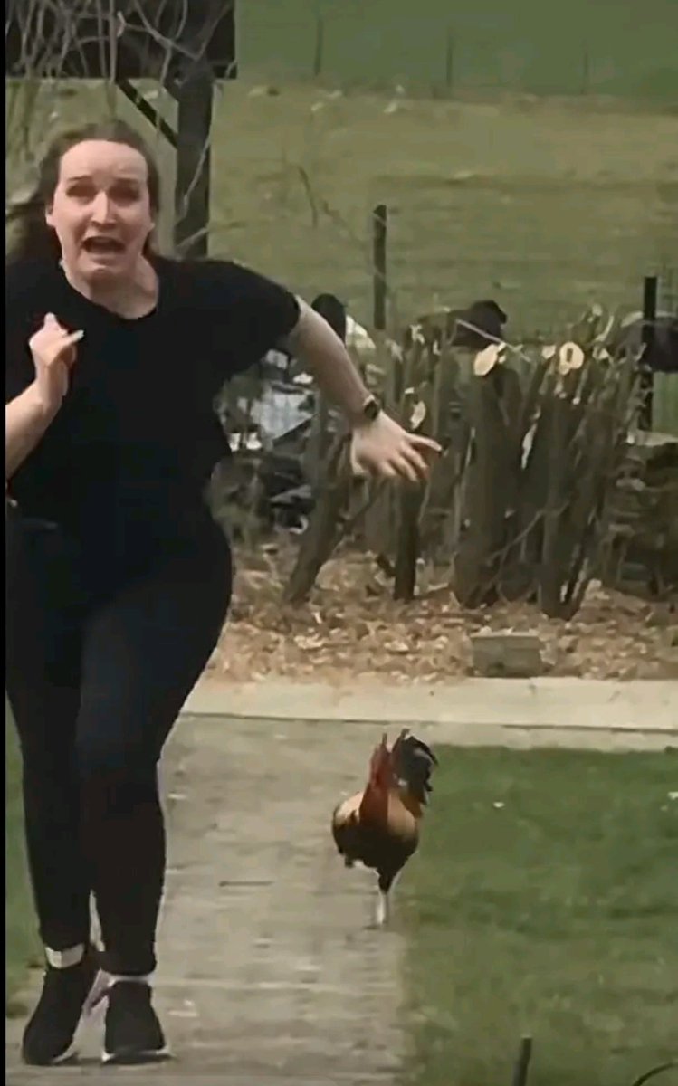 PaleSnake4's tweet photo. @Mialygosa Con cual de los dos? El gallo o la mujer https://t.co/57hmMM55Uq